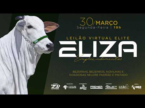 LOTE 37   PALANQUE FIV NELORE ELIZA   AVU 386