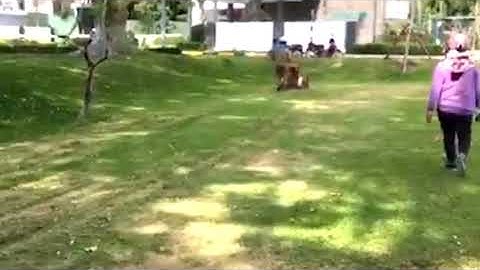 CẮT CỎ CÔNG VIÊN 0964650636