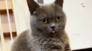 Cats That Have No Brain Cells (Funny Cat Videos July 2021 #2)