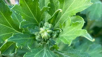 KỸ THUẬT TRỒNG HOA CÚC PHA LÊ 22/11 AL - TẾT 2023