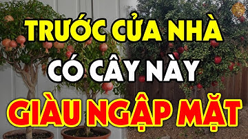 Cứ Âm Thầm Trồng Cây Này TRƯỚC CỬA NHÀ Gia Chủ Sẽ GIÀU SANG PHÚ QUÝ CẢ ĐỜI, Tiền Vàng Kéo Vào Ầm Ầm