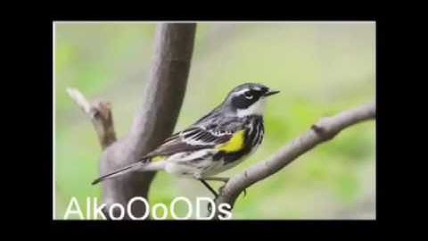 الشيخ محمد خليل القرم-تلاوة في غاية الجمال وأداء رائع اخر سورة القصص