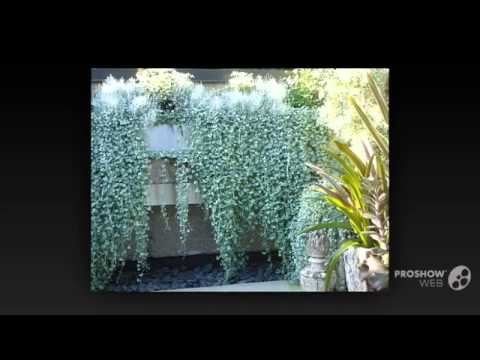 Vídeo: Dichondra No Design De Jardins
