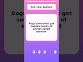 Quick Dog Fact