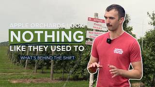 Why orchards are changing how apples are grown