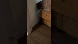 Mother Cat Opening Door For Her Kittens #Cute #Shorts