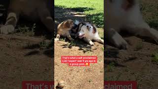 Pete is here to ‘ruin’ another LGD. Turns out it was just bad advice from a self proclaimed ‘expert’