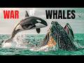 Why Orcas Are Terrified of Humpback Whales