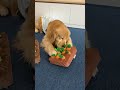Hurry up and get some super fun pet Smart Benefit food toys for your dog#Cute pets and gre