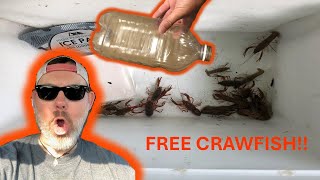 Homemade Crawfish Trap That Works Anywhere