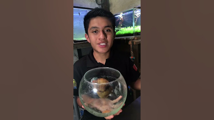 Por esto tus peces mueren #acuarios #peces #bettafish #acuariofilia