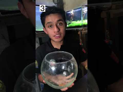 Video: Cómo revivir un pez dorado: 15 pasos