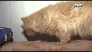 Кот Перс Кот Перс