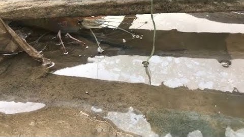 Bắt tôm càng xanh dưới sông Đồng Nai - Catch shrimp in Dong Nai river