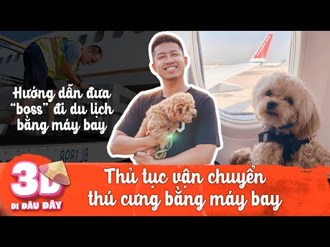 Video: Làm thế nào để Puppy Proof Trang chủ của bạn