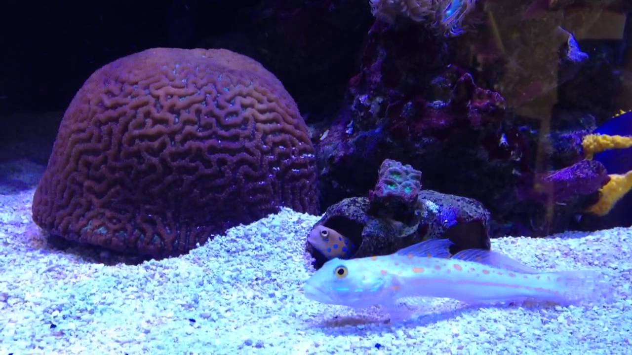 Blue spot jawfish in barnacles YouTube