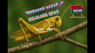 Masteran Belalang Emas‼️ Masteran Kasar, Masteran Burung