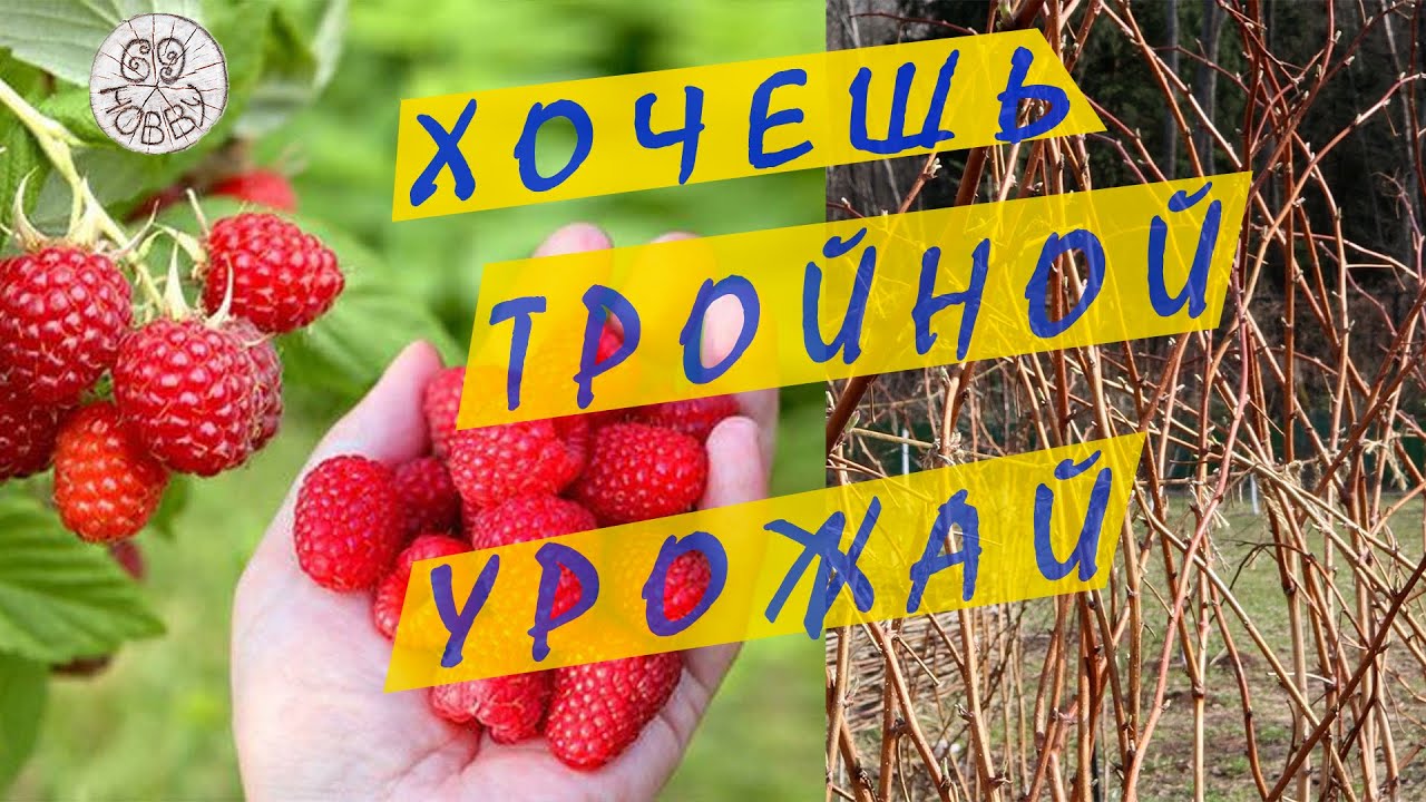 Куст малины, выращенный по методу Соболева