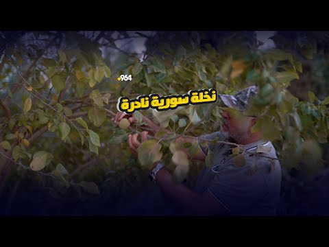 نخلة سورية نادرة بتمرة حمراء فسيلتان فقط في العراق