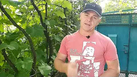 Кишмиш Юпитер,он совсем не такой как о нём пишут.