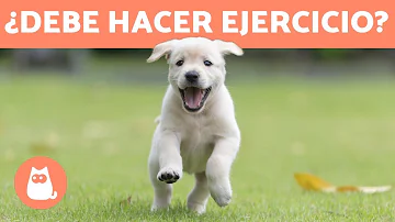 ¿Qué se considera ejercicio para un cachorro?