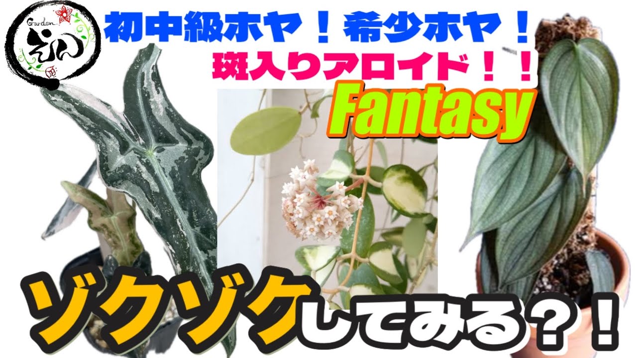 B【希少】アロカシア ポリー スノーフレーク ブロケード