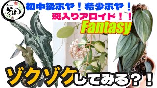 アロカシア　シンポ　バリエガータ芋【希少】 A【希少】アロカシア シンポ アルボバリエガータ | Gardenえん