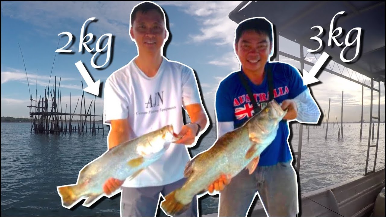 Fishing for big sea basses Kong Kong, Johor! [Catch Clean Cook sea bass steamboat] YouTube