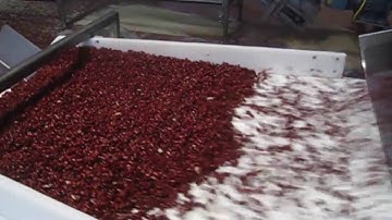 Rehydrated bean sorting machine Genius - TOMRA Sorting