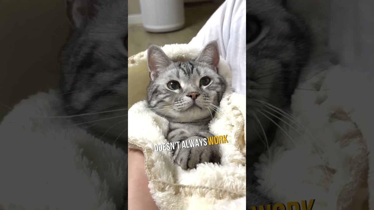 3 Signs Your Cat Is Spoiled 