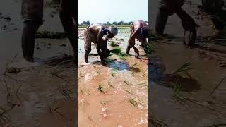 Rice Planting Season 2026 Starts in Sindh 🌾 | Paddy Farming Pakistan 2026 🚜 #DandoTV #riceplanting