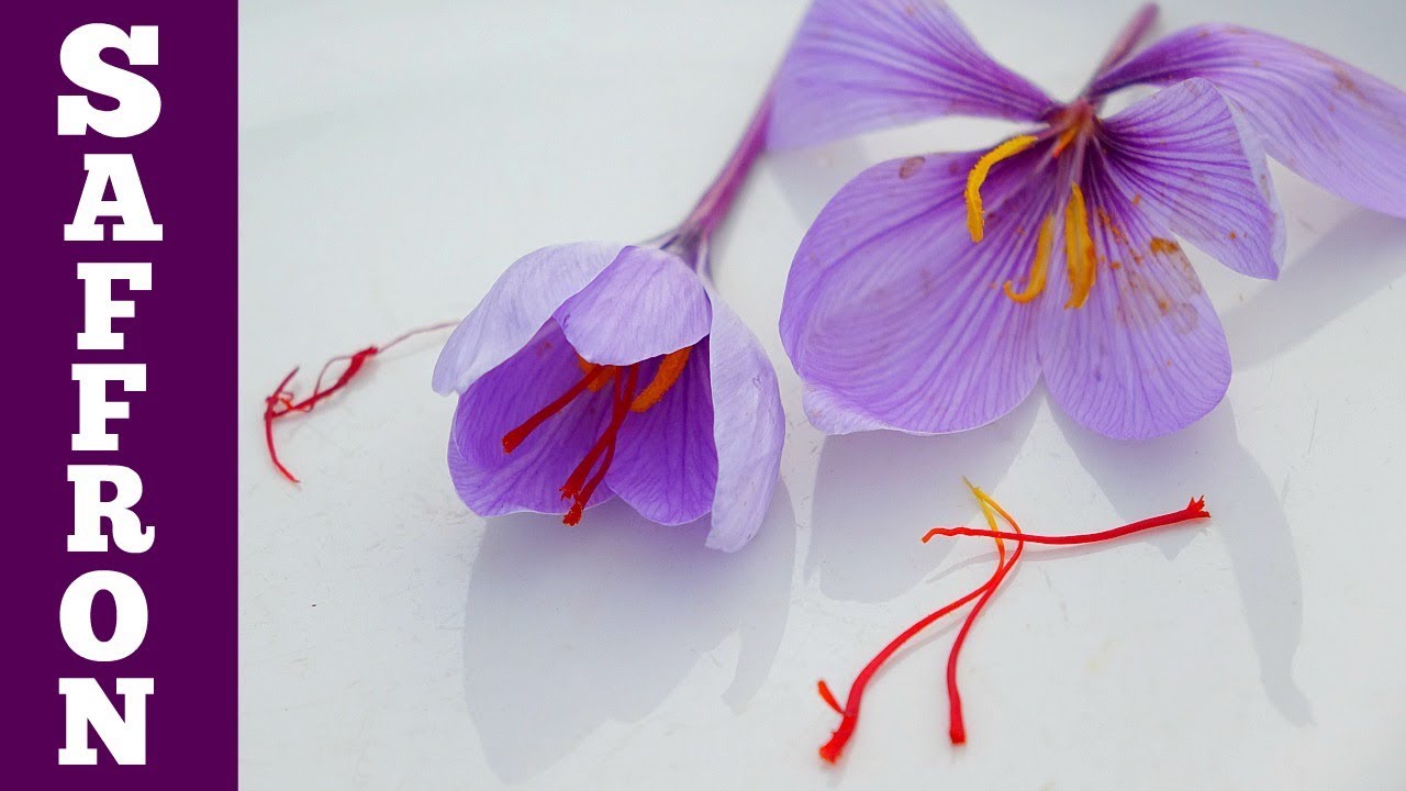 How Do You Get Saffron From Crocus?