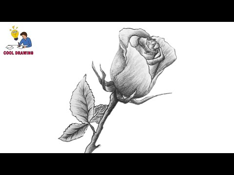 How to Draw a Rose- Art for Beginners - YouTube