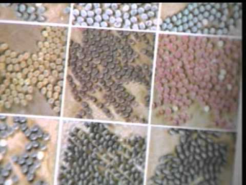 Вопрос: Как использовать гусениц сибирского шелкопряда для производства шёлка?