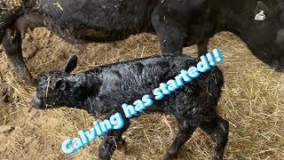 Calving season has finally started!  |  First baby on the ground!