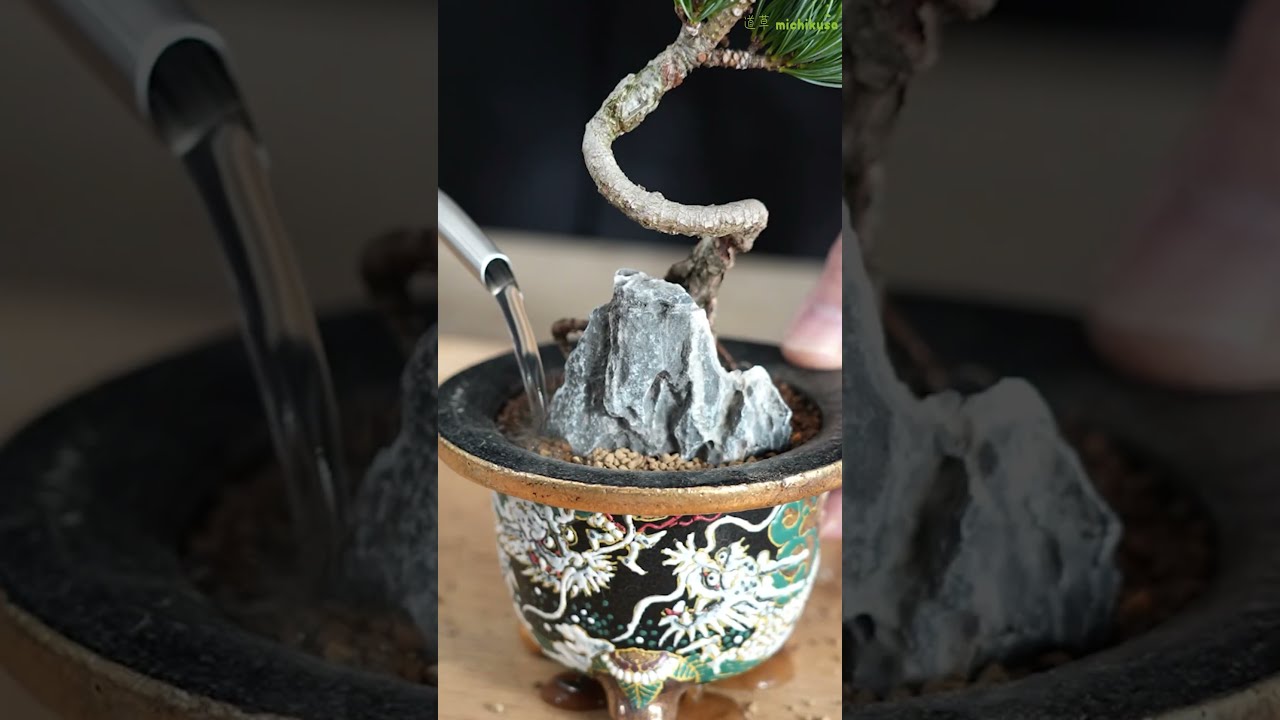 盆栽鉢 大型 龍 竜 彫刻 Dragon 植木鉢 bonsai さつき 盆栽鉢 大型 龍 竜 彫刻 Dragon 植木鉢 bonsai さつき 鉢
