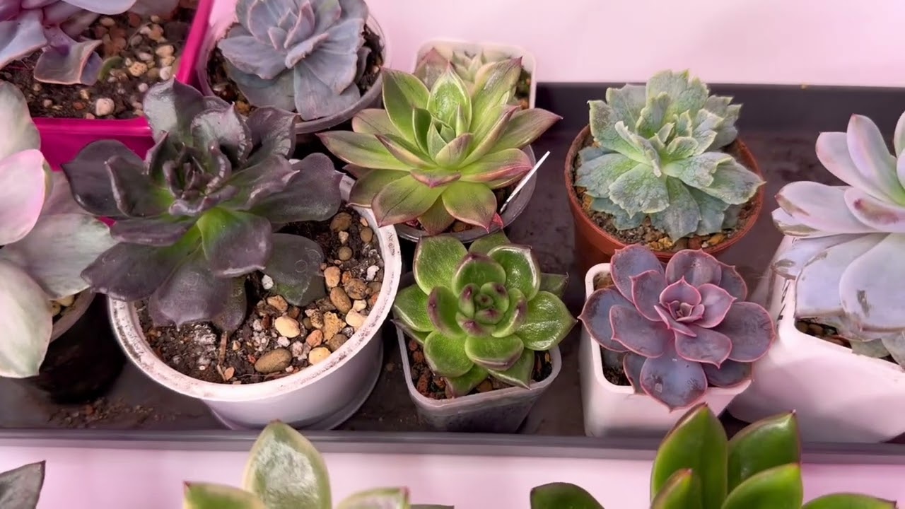 17 февраля 2026 г.