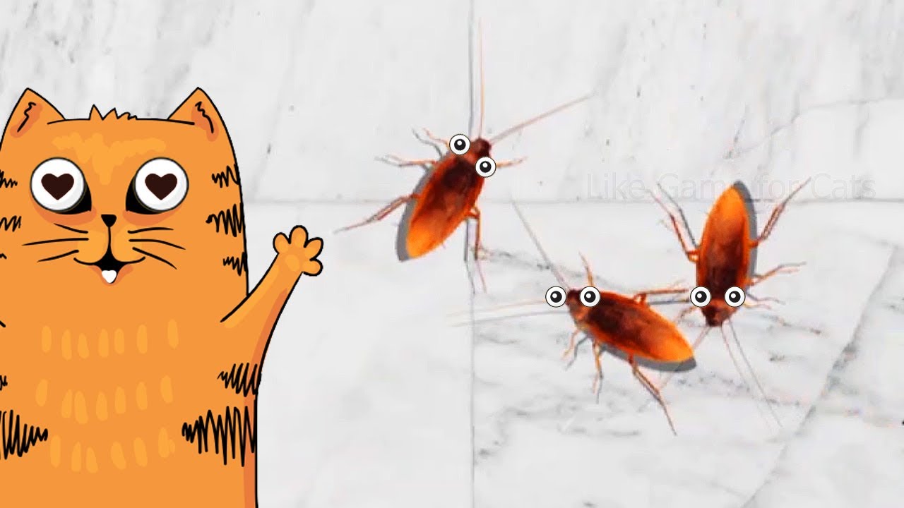 CAT GAMES VIDEOS FOR CATS. Catching Cockroach! 1 HOUR YouTube