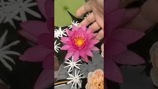 bunga teratai hardy yang paling rajin mekar miss siam #teratai #bungateratai