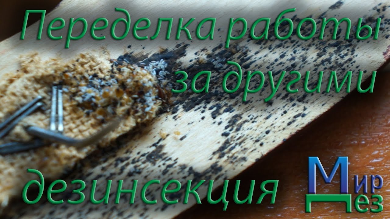 МирДез, выведение клопов после других (2020г) 26 - YouTube