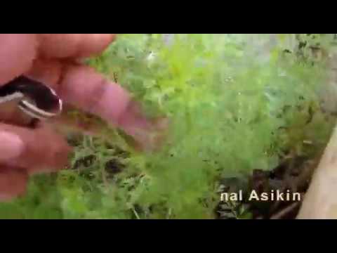 Video: Bisakah lumut tumbuh di bawah air?