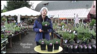 Plant Pick Dianthus Shining Star