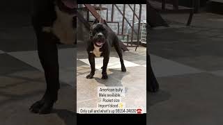 American Bully Dog Sell Import Blood