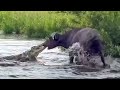 Buffalo Vs Crocodile: The Ultimate Showdown