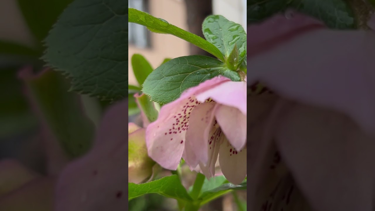 HELLEBORUS “DOUBLE ELLEN PINK”💮