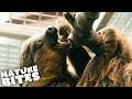 Two Toed Sloth QUARANTINED At Zoo?! | Nature Bites