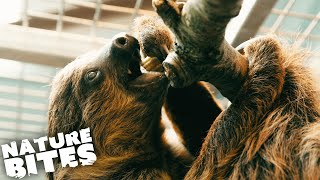 Two Toed Sloth QUARANTINED At Zoo! | Nature Bites