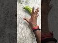 Boing catch frogs funny 🤪😍 froggy catch funny wep wep | funny froggy#shorts