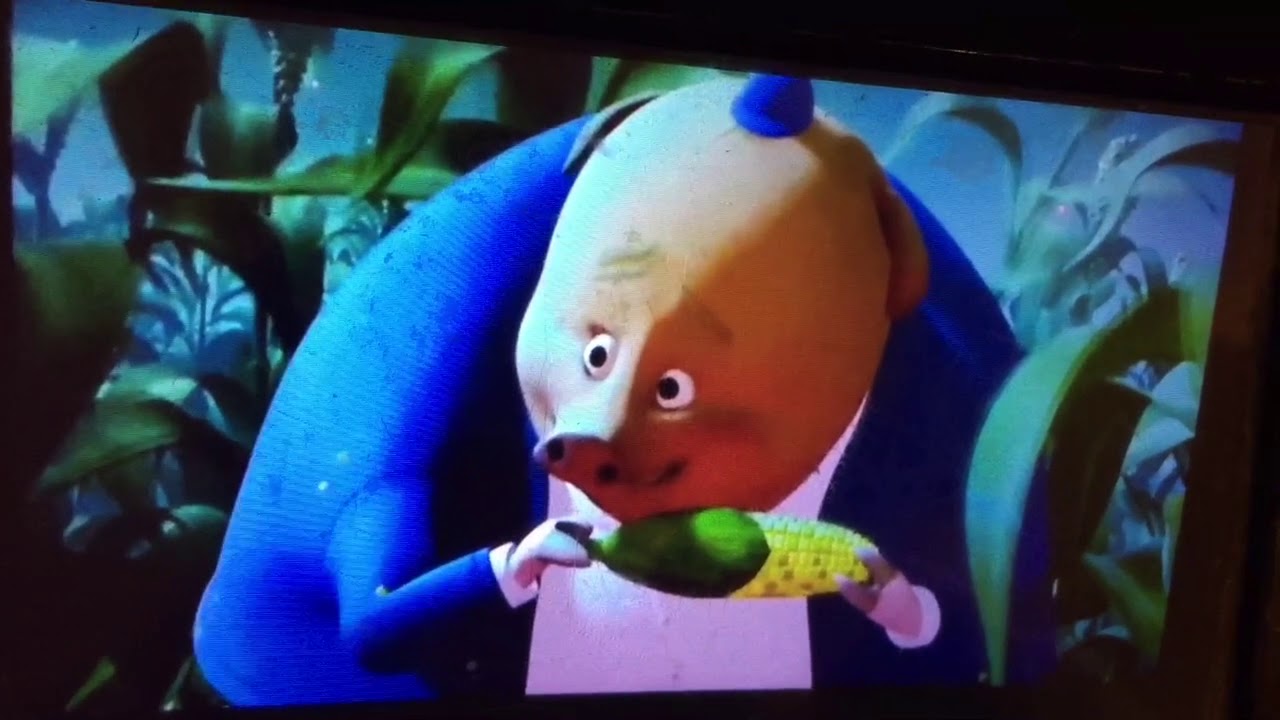 RUNT LITTER PIG EATS CORN ON THE COB? YouTube