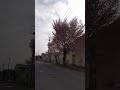 2024.4.28大泉洋さんの母校の🌸桜🌸